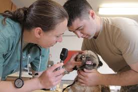 Pet Insurance and First Aid
